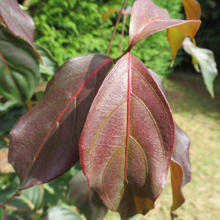 Cornus kousa Copacabana