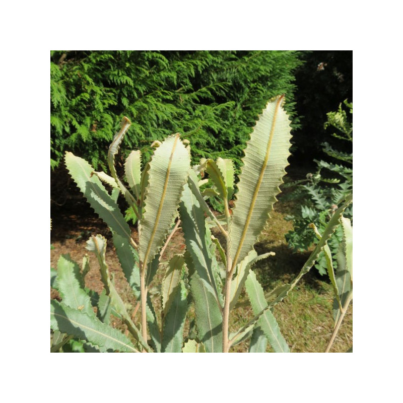 Banksia menziesii