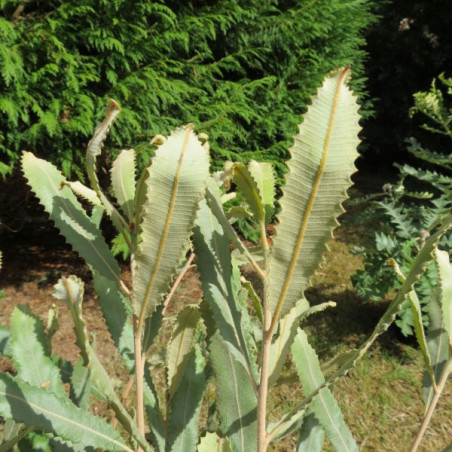 Banksia menziesii