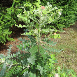 Banksia baxteri