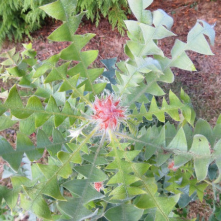 Banksia baxteri