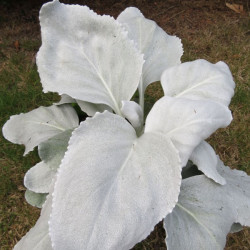 Senecio angel wings