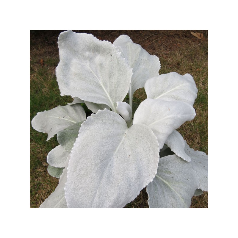 Senecio angel wings