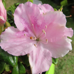 Azalea encore® sweetheart