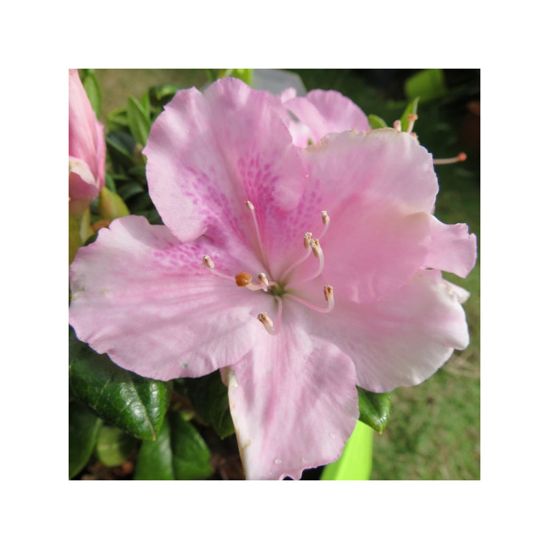 Azalea encore® sweetheart