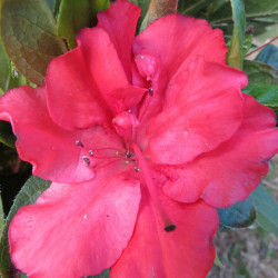 Azalea encore® sunset