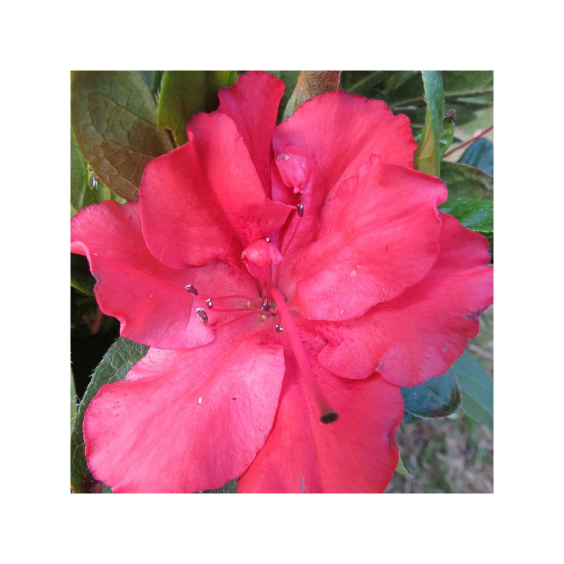 Azalea encore® sunset