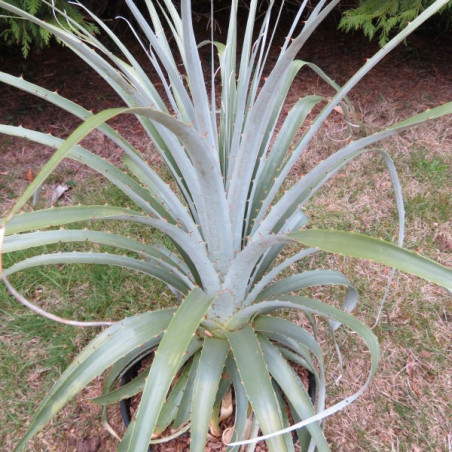 Puya yakespala