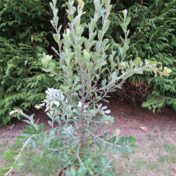 Banksia praemorsa red