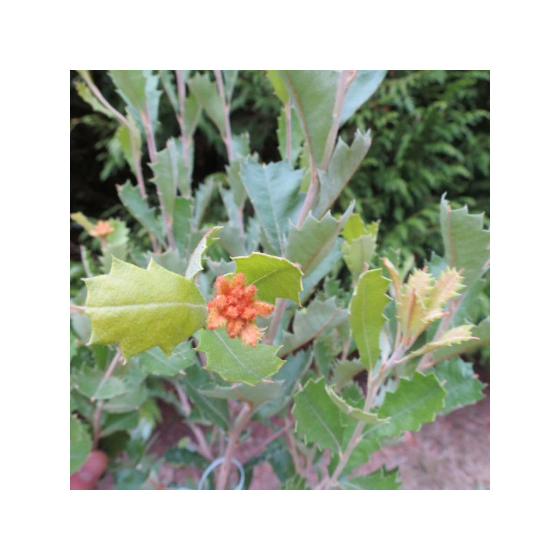 Banksia praemorsa red