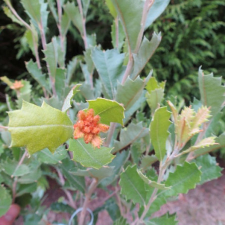 Banksia praemorsa red