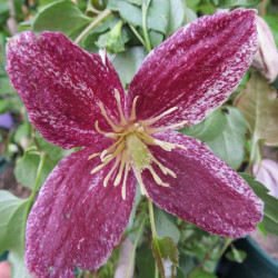 Clematis cirrhosa lansdowne gem