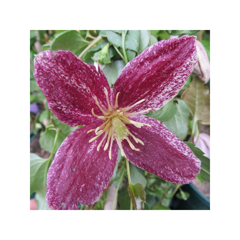 Clematis cirrhosa lansdowne gem