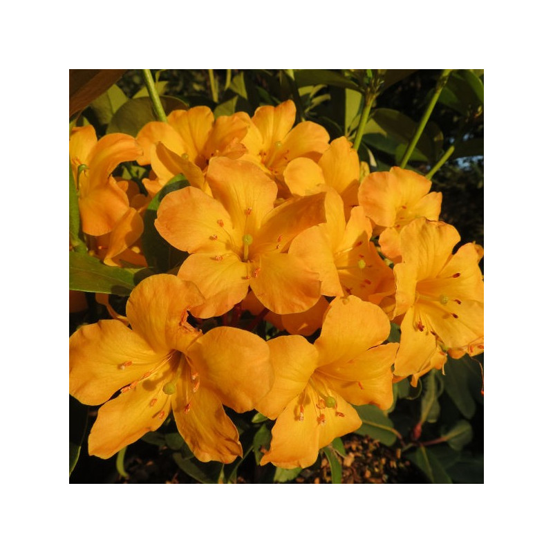 Rhododendron vireya Thai gold