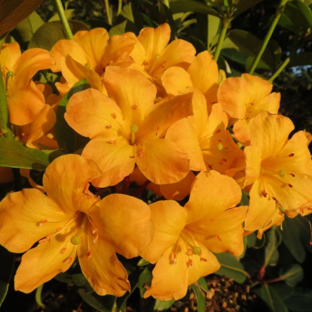 Rhododendron vireya Thai gold