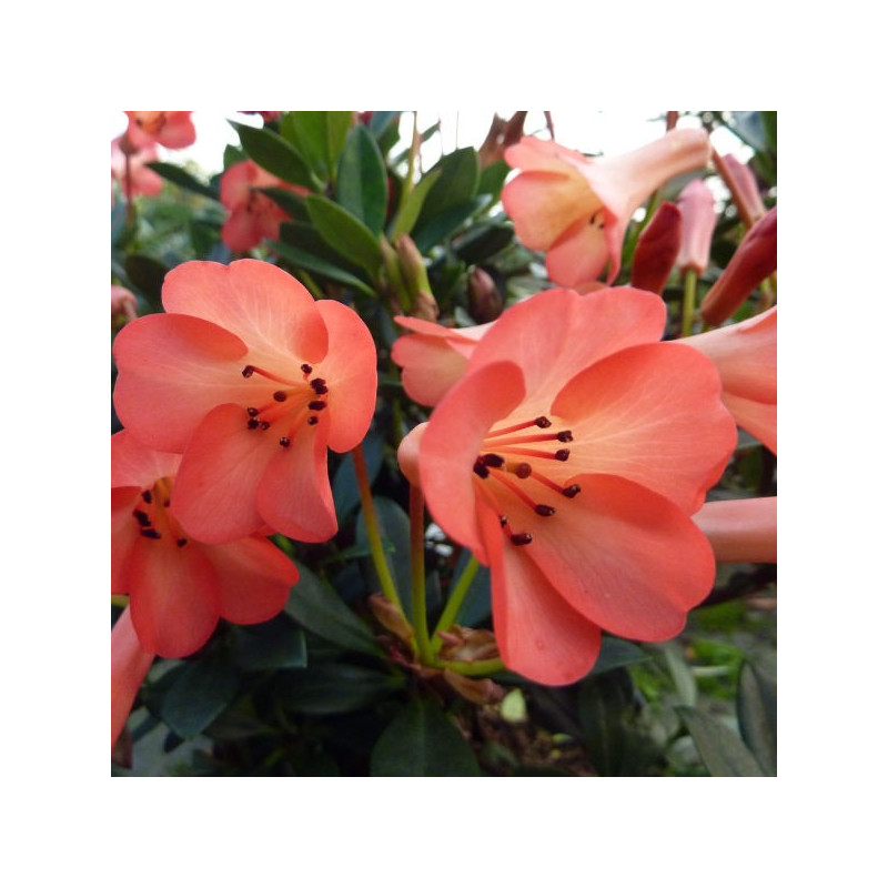 Rhododendron vireya Saxon blush