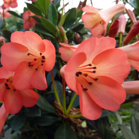 Rhododendron vireya Saxon blush