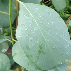 Eucalyptus camphora