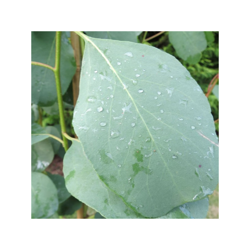 Eucalyptus camphora