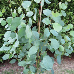 Eucalyptus camphora