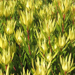 Leucadendron Inca gold