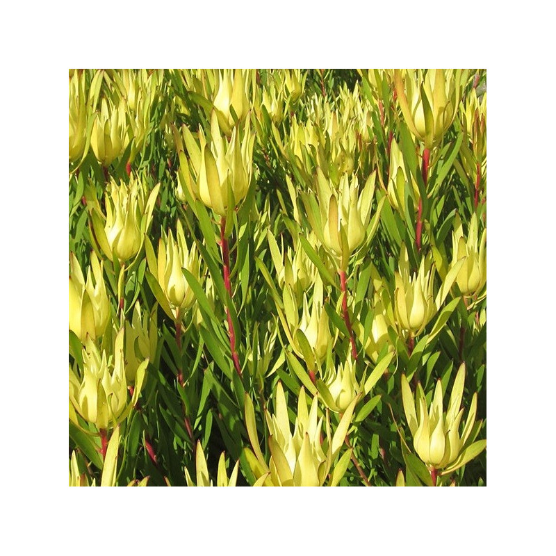 Leucadendron Inca gold