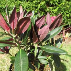 Rhododendron cherries and Merlot