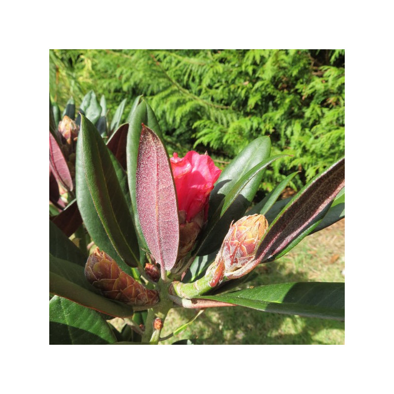 Rhododendron cherries and Merlot