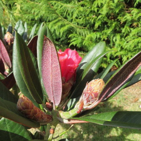 Rhododendron cherries and Merlot