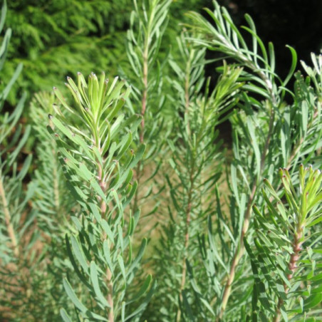 Leucadendron galpinii Carlin