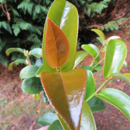 Camellia crapnelliana