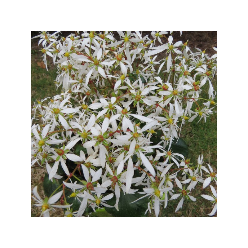 Saxifraga Eurydice