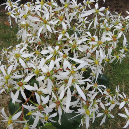 Saxifraga Eurydice