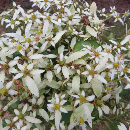 Saxifraga Orpheus