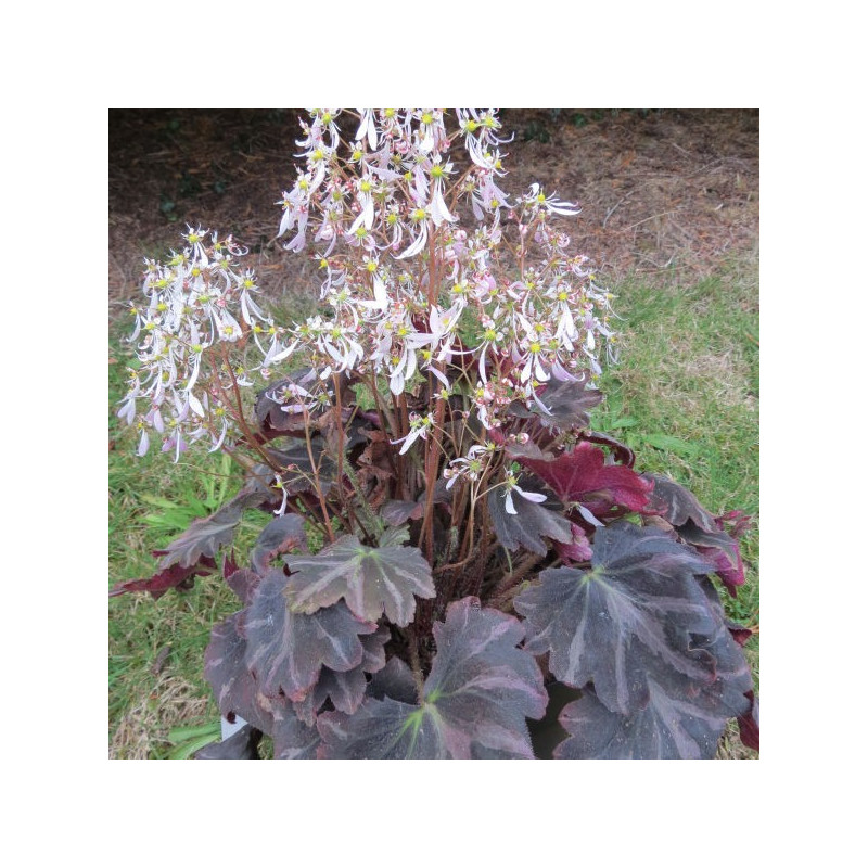 Saxifraga silver velvet