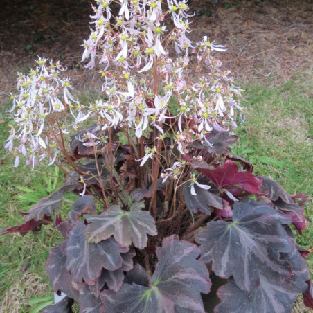 Saxifraga silver velvet