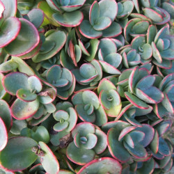 Sedum lime zinger®