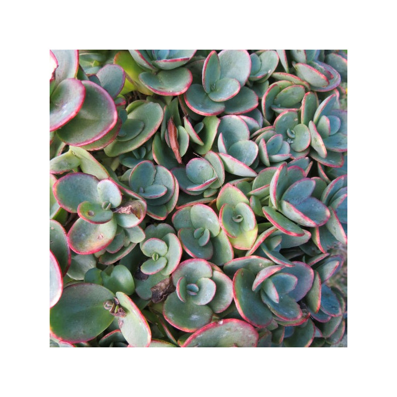 Sedum lime zinger®