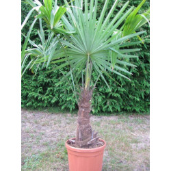 Trachycarpus fortunei stipe 30 à 40 cm
