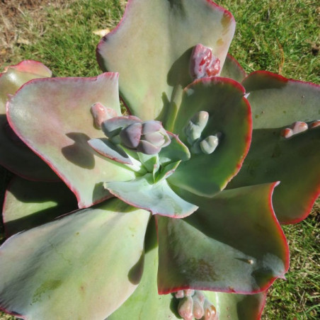 Echeveria cameo