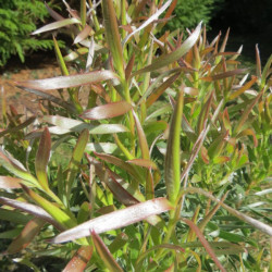 Leucadendron Pisa