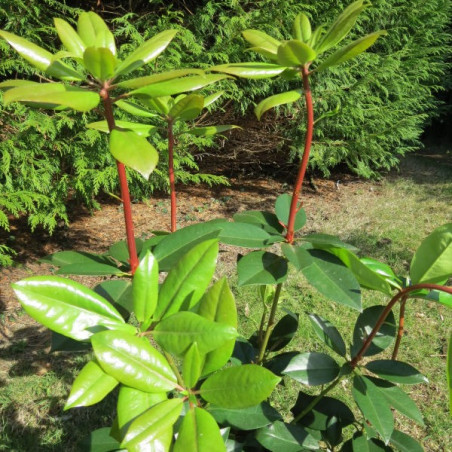 Rhododendron vireya Vladimir Bukovsky