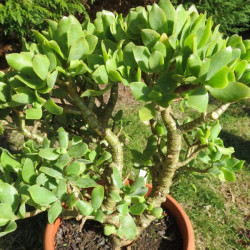 Crassula arborescens ssp. undulatifolia