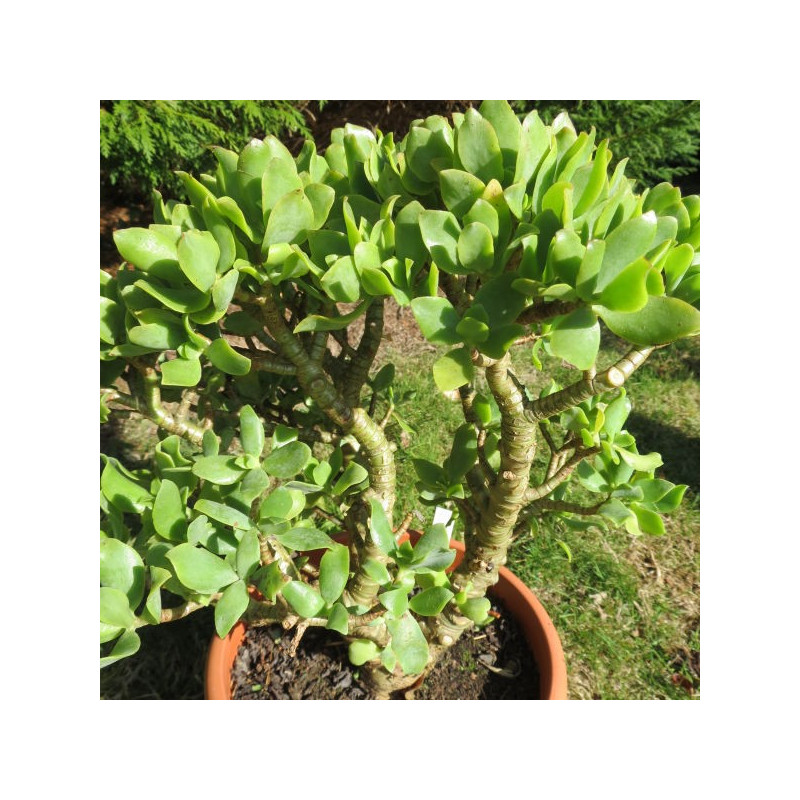 Crassula arborescens ssp. undulatifolia