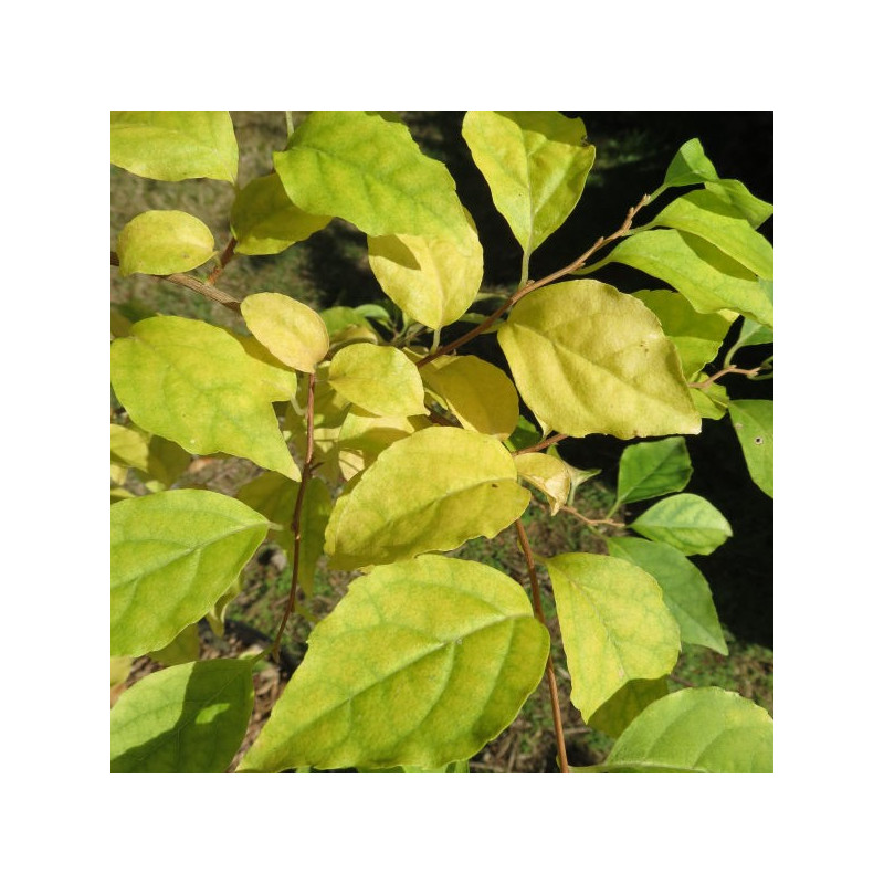 Styrax japonica fargesii