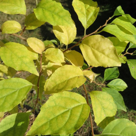 Styrax japonica fargesii