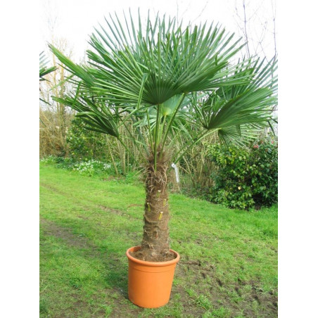 Trachycarpus fortunei