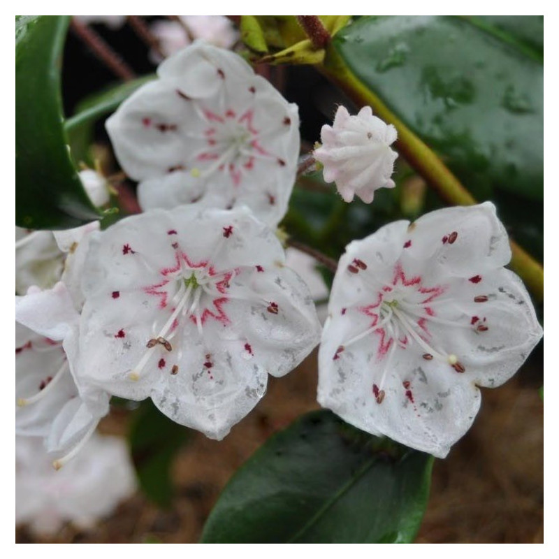 Kalmia latifolia zebulon