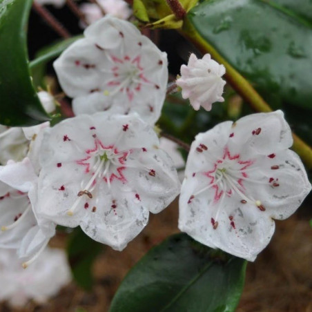 Kalmia latifolia zebulon