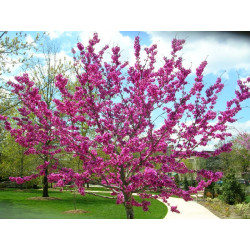 Cercis canadensis Oklahoma